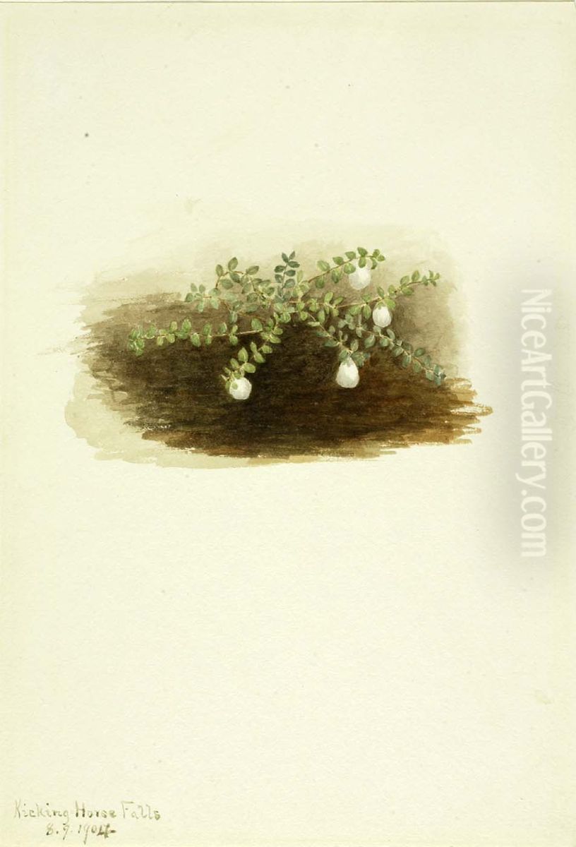 Chiogenes hispidula Oil Painting by Mary Vaux Walcott