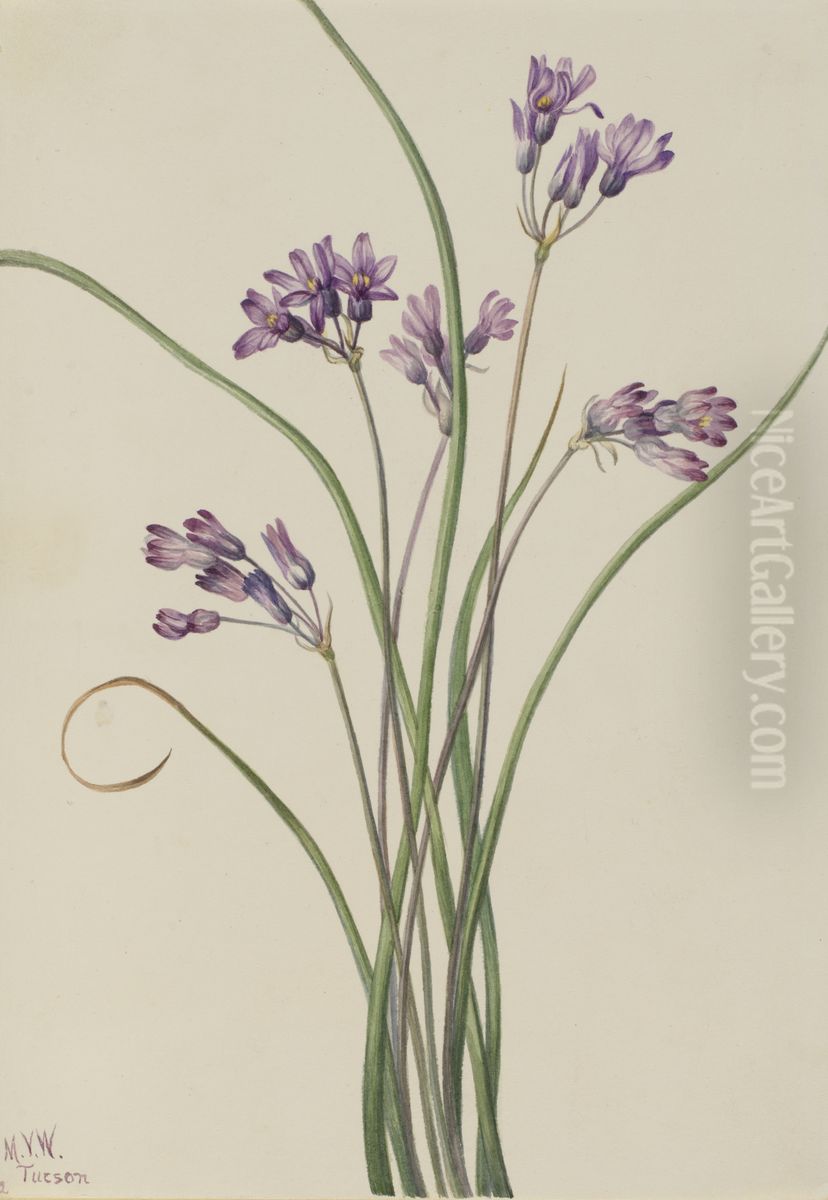 Wild Hyacinth (Brodiaea pulchella) Oil Painting by Mary Vaux Walcott