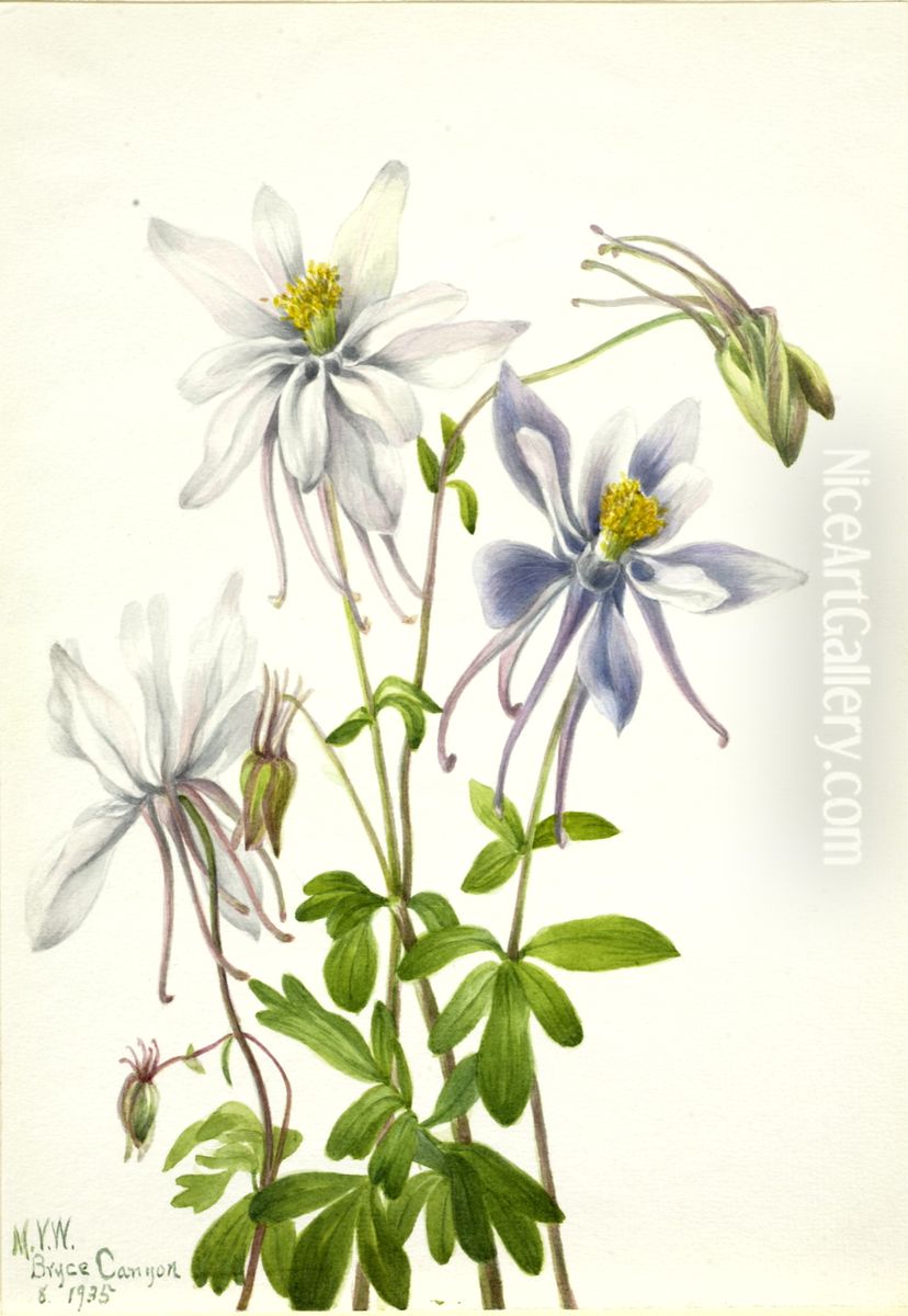 Columbine (Aquilegia ecalcarata) Oil Painting by Mary Vaux Walcott