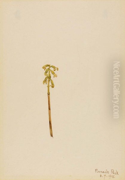 Corathorhiza corallorhiza Oil Painting by Mary Vaux Walcott