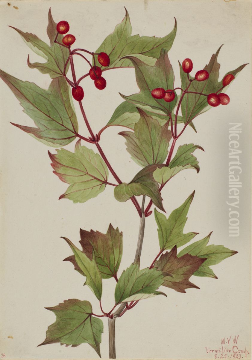 Cranberrybush (Viburnum pauciflorum) Oil Painting by Mary Vaux Walcott