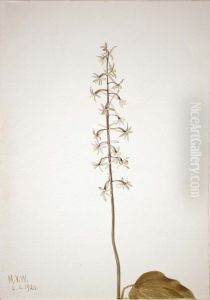 Crane-Fly Orchis (Tipularia uniflora)