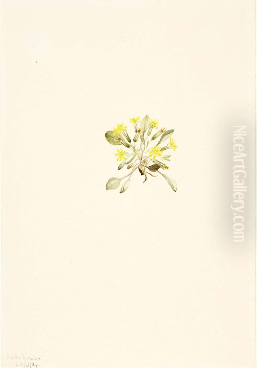 Crepis Elegans Oil Painting by Mary Vaux Walcott