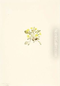 Crepis Elegans