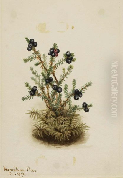 Crowberry (Empetrum nigrum) Oil Painting by Mary Vaux Walcott