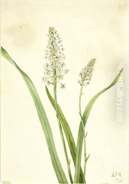 Crowpoison (Chrosperma muscaetoxicum) Oil Painting by Mary Vaux Walcott