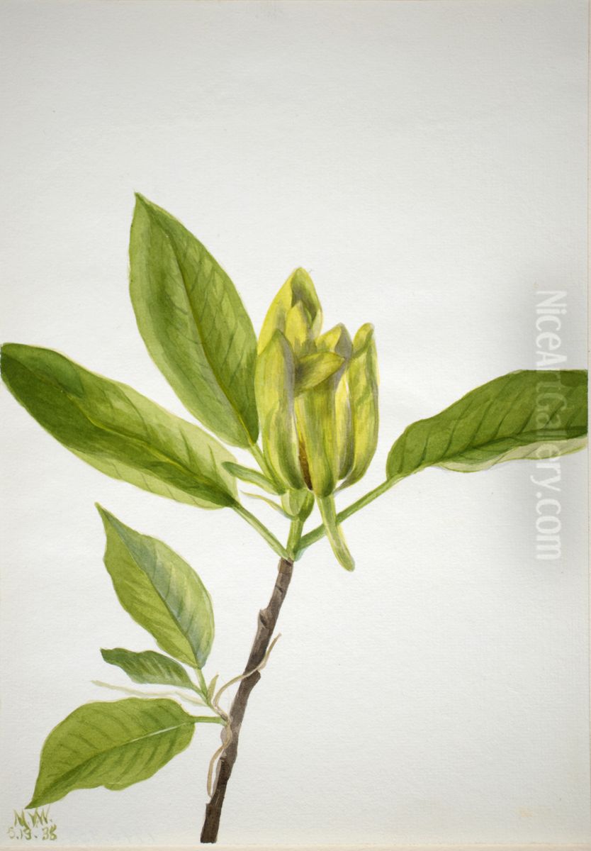 Cucumber Tree (Magnolia scuminata) Oil Painting by Mary Vaux Walcott Cucumber Tree (Magnolia scuminata) Oil Painting by Mary Vaux Walcott