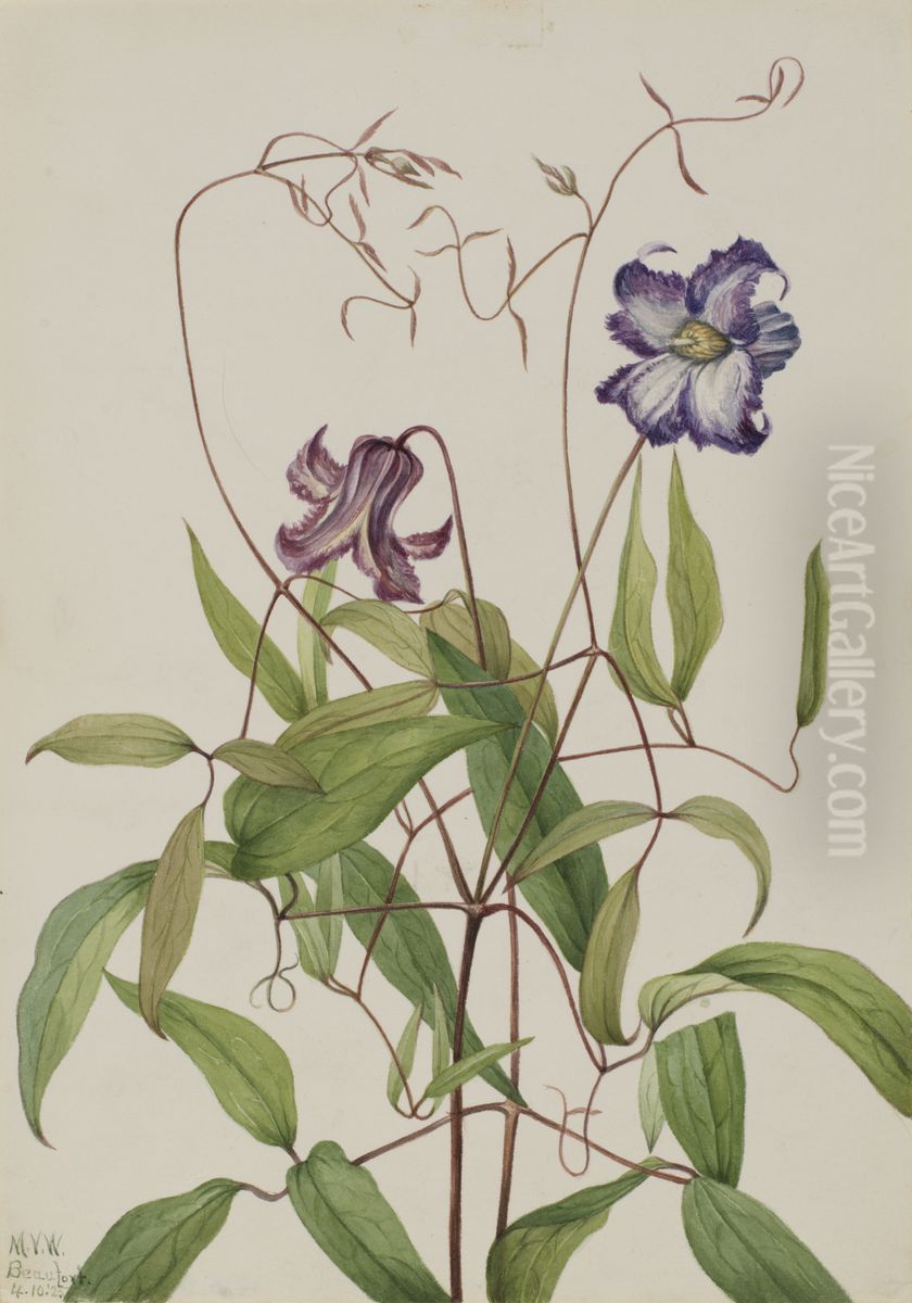 Curly Clematis (Clematis crispa) Oil Painting by Mary Vaux Walcott