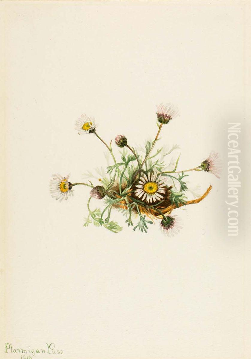 Cut-Leaf Fleabane (Erigeron compositus) Oil Painting by Mary Vaux Walcott
