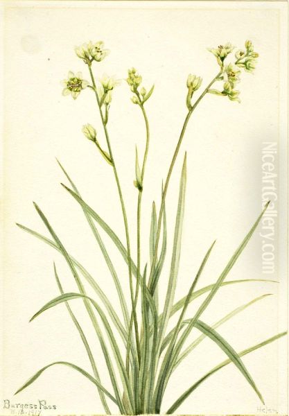 Deathcamas (Zygadenus elegans) Oil Painting by Mary Vaux Walcott