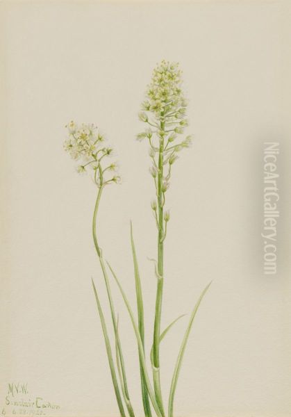 Death Camas (Zygadenus venenosus) Oil Painting by Mary Vaux Walcott