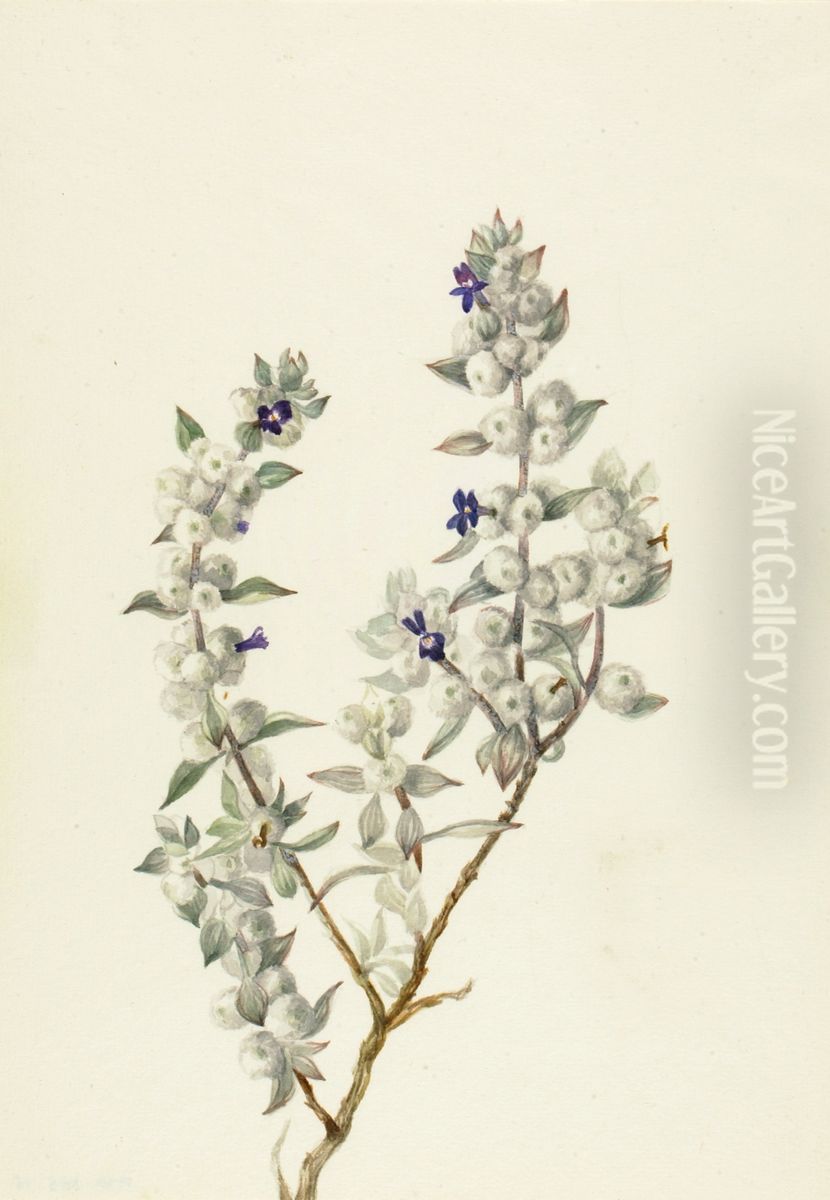 Death Valley Sage (Salvia funerea) Oil Painting by Mary Vaux Walcott
