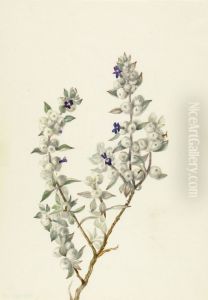 Death Valley Sage (Salvia funerea)