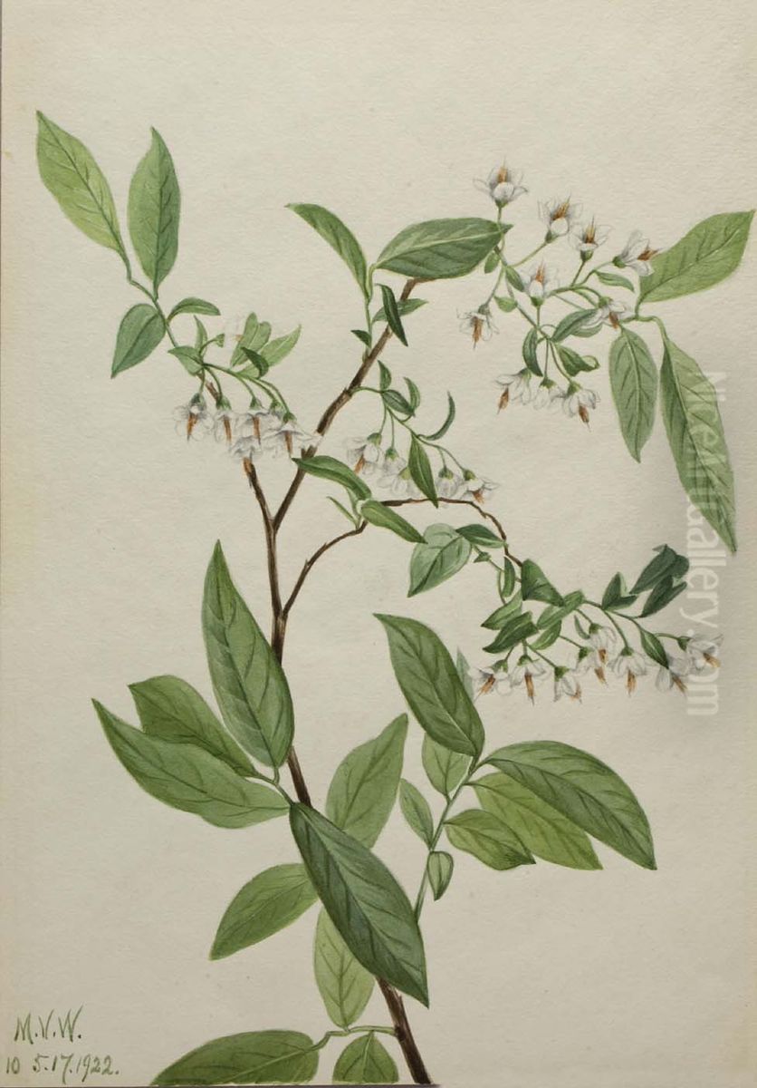Deerberry (Polycodium stamineum) Oil Painting by Mary Vaux Walcott