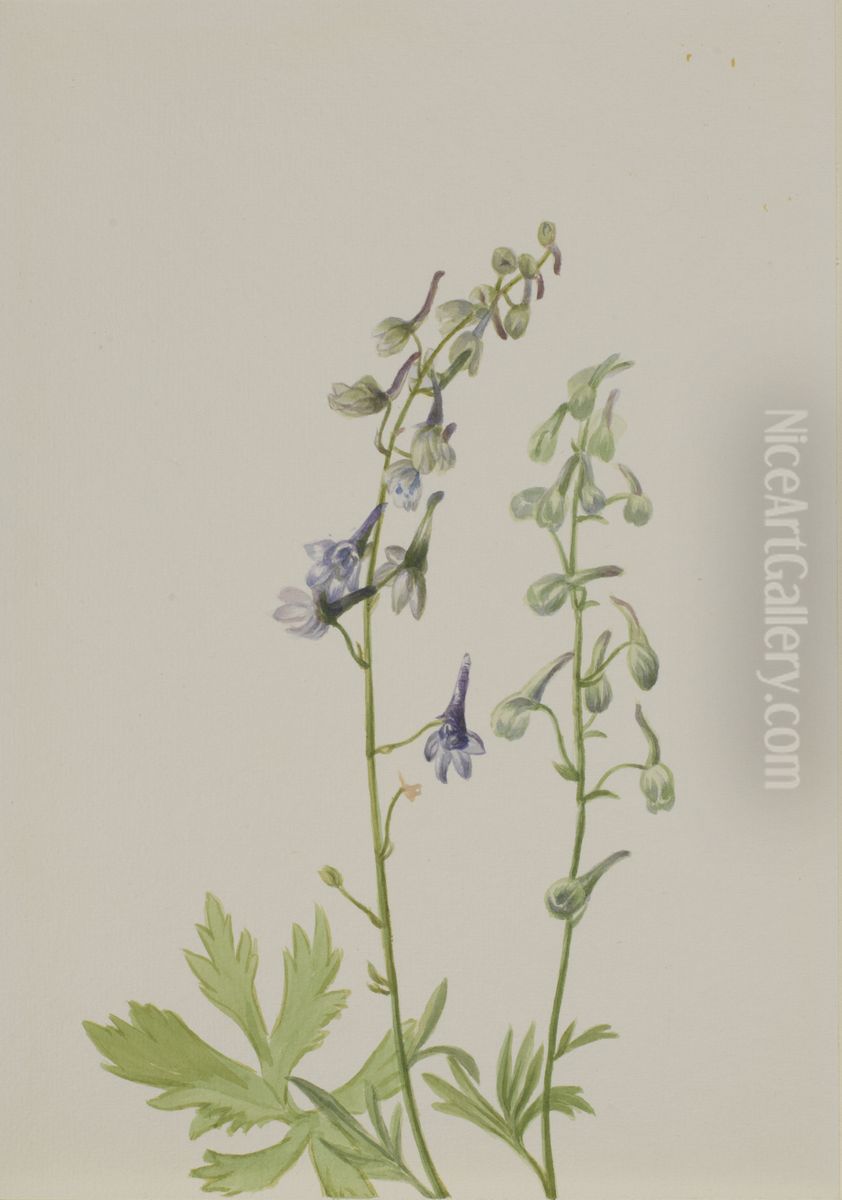 Delphinium (Delphinium scopulorum) Oil Painting by Mary Vaux Walcott