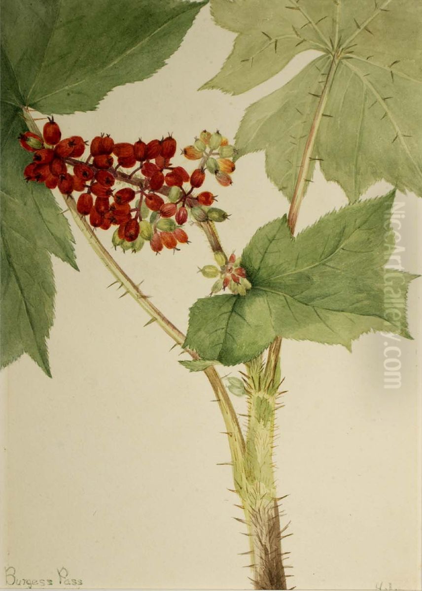 Devilsclub (Echinopanax horridum) Oil Painting by Mary Vaux Walcott