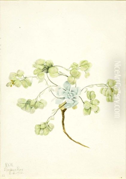 Double Bladderpod (Physaria didymocarpa) Oil Painting by Mary Vaux Walcott