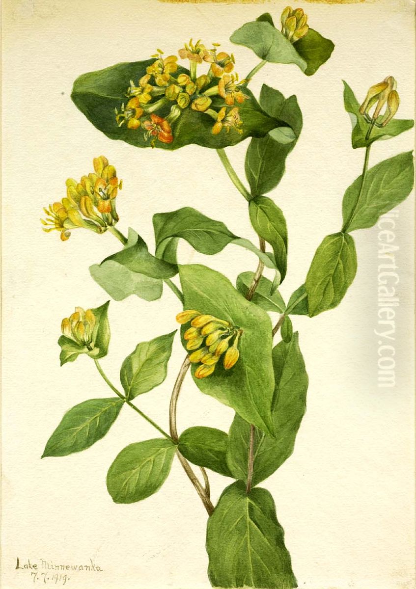 Douglas Honeysuckle (Lonicera glaucescens) Oil Painting by Mary Vaux Walcott