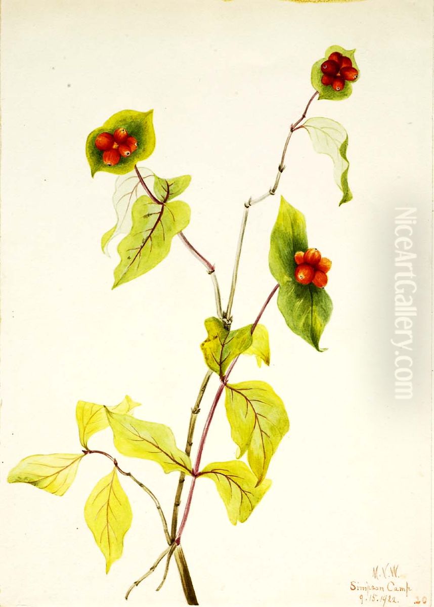Douglas Honeysuckle (Lonicera glaucescens) Oil Painting by Mary Vaux Walcott