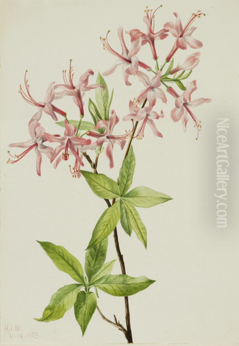Downy Pinxter Bloom (Azalea rosea) Oil Painting by Mary Vaux Walcott