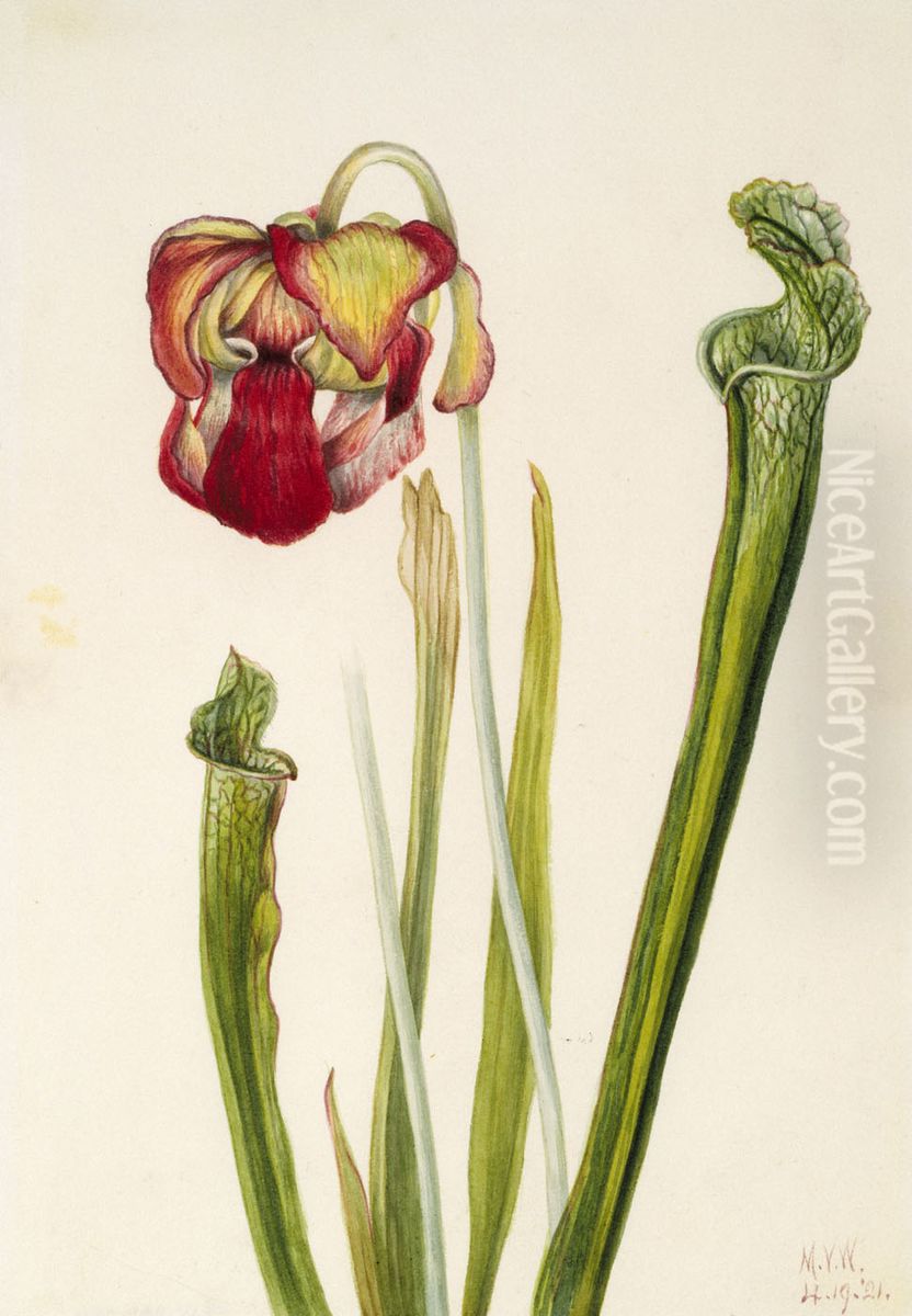 Drummond Pitcherplant (Sarracenia drummondii) Oil Painting by Mary Vaux Walcott