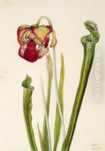 Drummond Pitcherplant (Sarracenia drummondii)