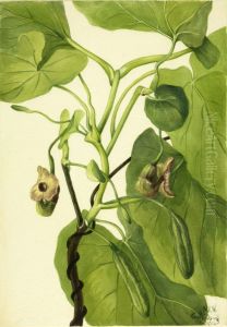 Dutchman's Pipe