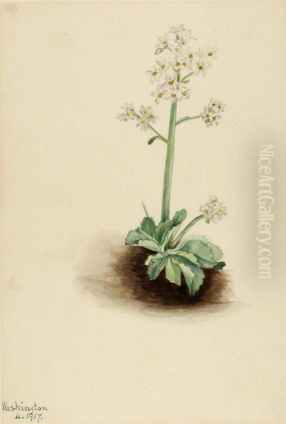 Early Saxifrage (Saxifraga virginiensis) Oil Painting by Mary Vaux Walcott