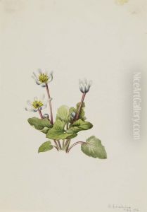 Elkslip (Caltha leptosepala)