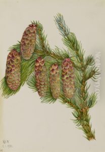Engelmann Spruce (Picea engelmanni)