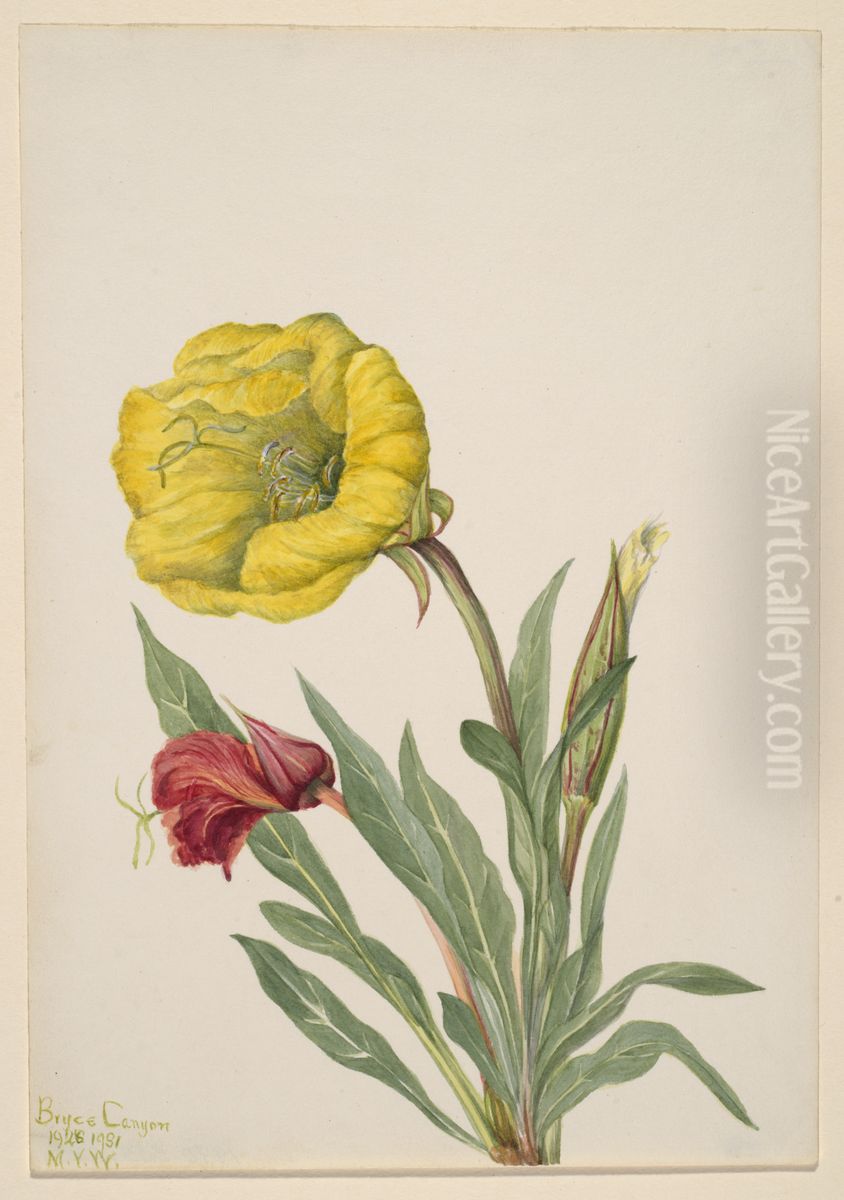 Evening Primrose (Oenothera howardi) Oil Painting by Mary Vaux Walcott