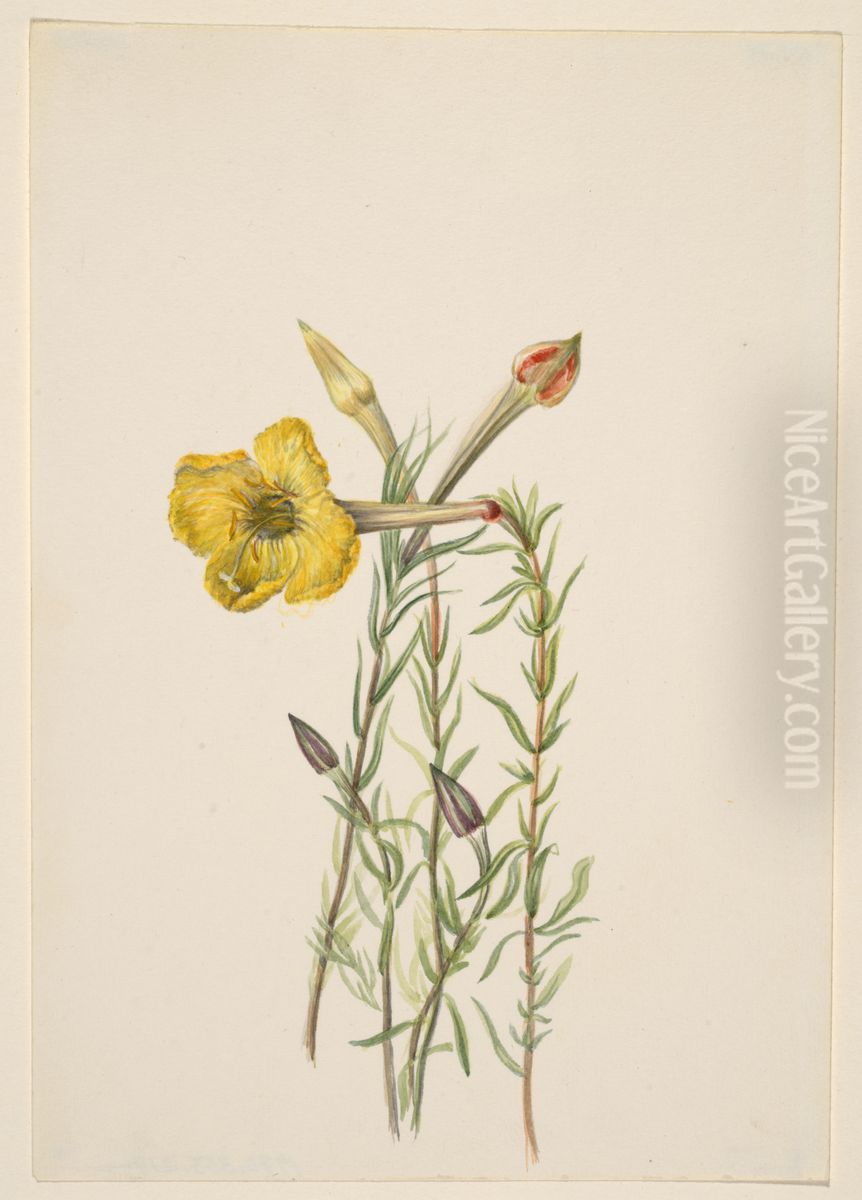 Evening Primrose (Oenothera lavandalaefolia) Oil Painting by Mary Vaux Walcott