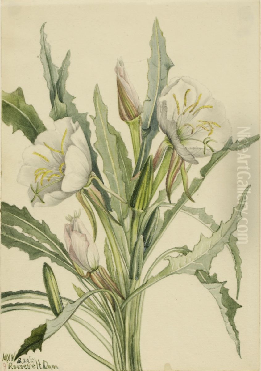 Evening Primrose (Pachyoplus hirsutus) Oil Painting by Mary Vaux Walcott