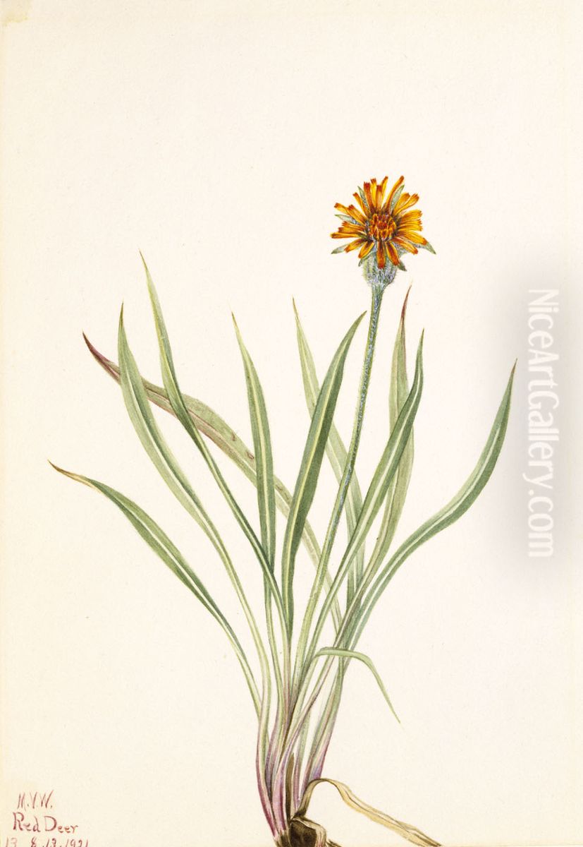 False Dandelion (Agoseris aurantiaca) Oil Painting by Mary Vaux Walcott
