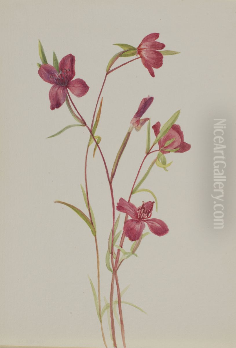 Farewell to Spring (Godetia amoena lilja) Oil Painting by Mary Vaux Walcott