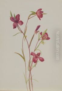 Farewell to Spring (Godetia amoena lilja)