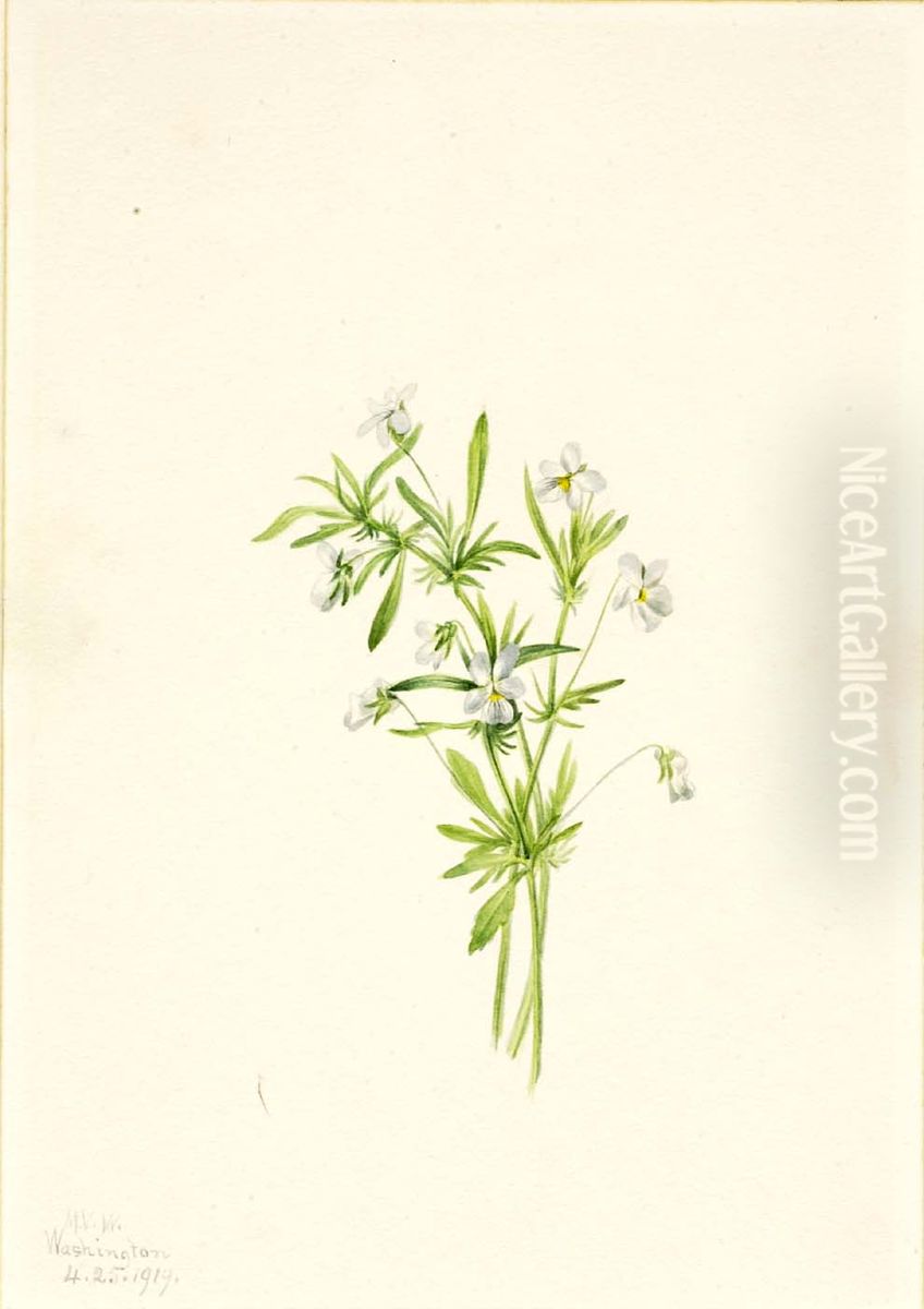 Field Violet (Viola rafinesquii) Oil Painting by Mary Vaux Walcott Field Violet (Viola rafinesquii) Oil Painting by Mary Vaux Walcott