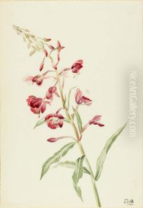 Fireweed (Epilobium angustifolium) Fireweed (Epilobium angustifolium)