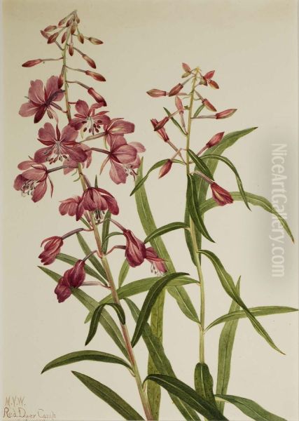 Fireweed (Epilobium angustifolium) Oil Painting by Mary Vaux Walcott
