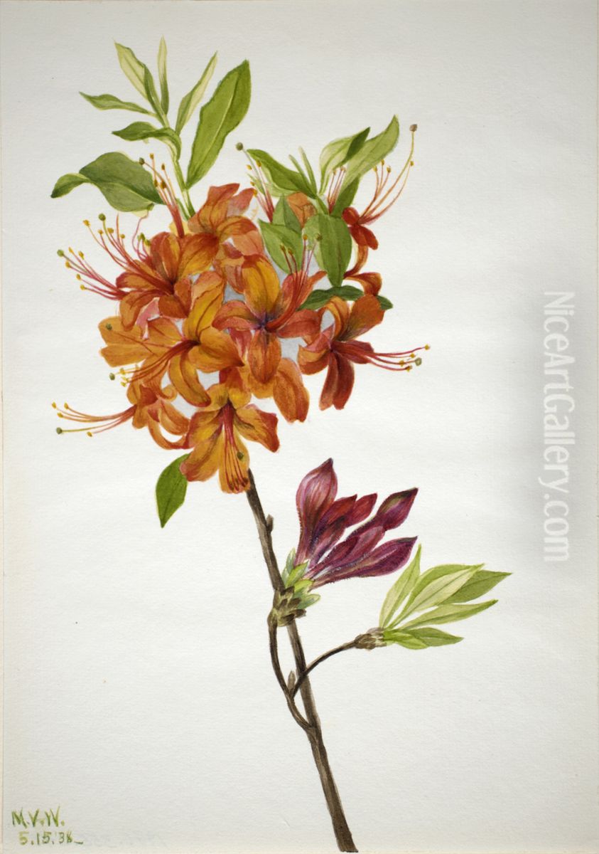 Flame Azalea (Rhododendron speciosum) Oil Painting by Mary Vaux Walcott
