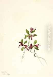 Fringed Polygala (Polygala paucifolia)