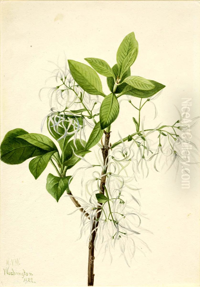 Fringe Tree (Chionanthus virginica) Oil Painting by Mary Vaux Walcott