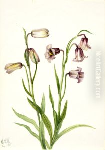Fritillary (Fritillaria biflora)