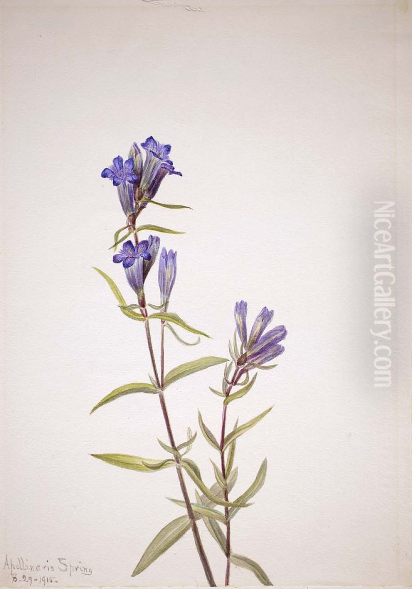 Gentian (Gentiana affinis) Oil Painting by Mary Vaux Walcott