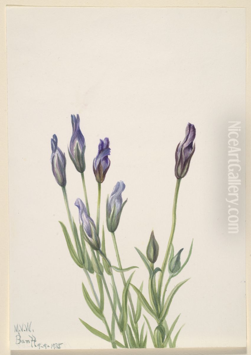 Gentian (Gentiana macounii) Oil Painting by Mary Vaux Walcott