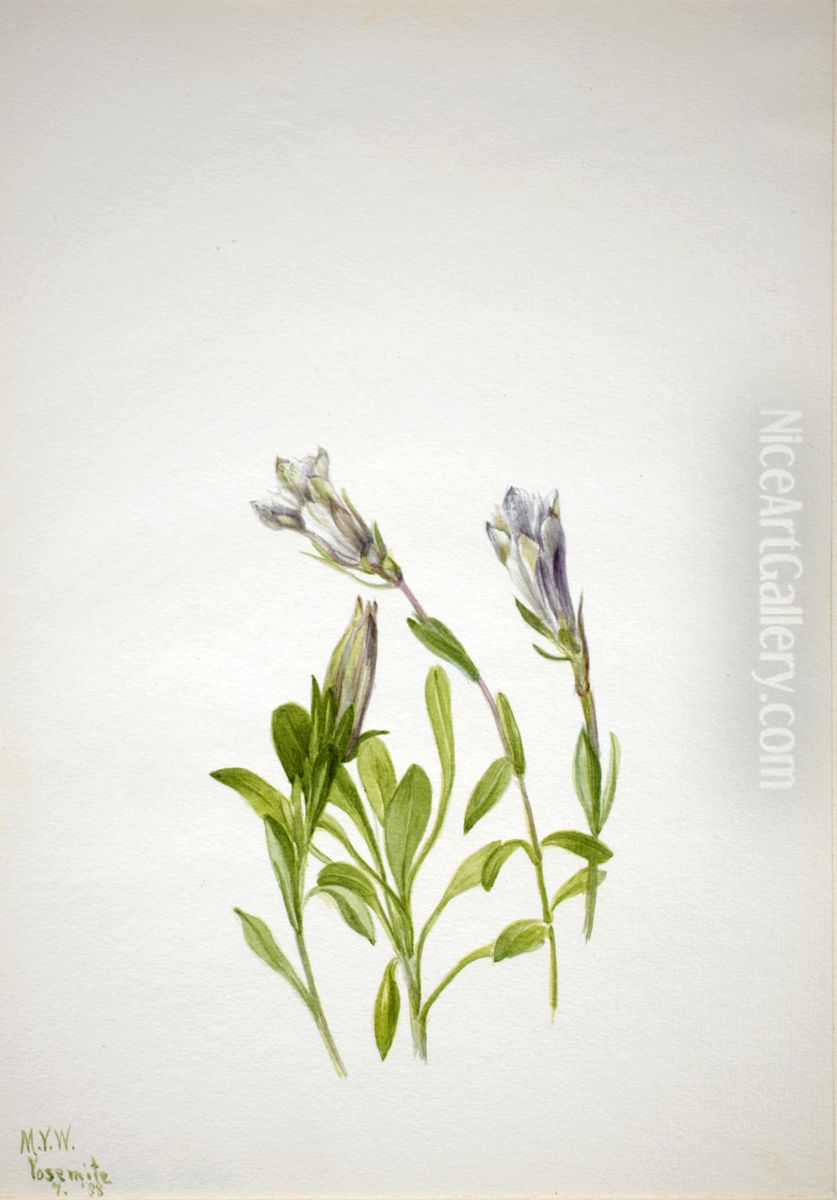 Gentian (Gentiana newberri) Oil Painting by Mary Vaux Walcott