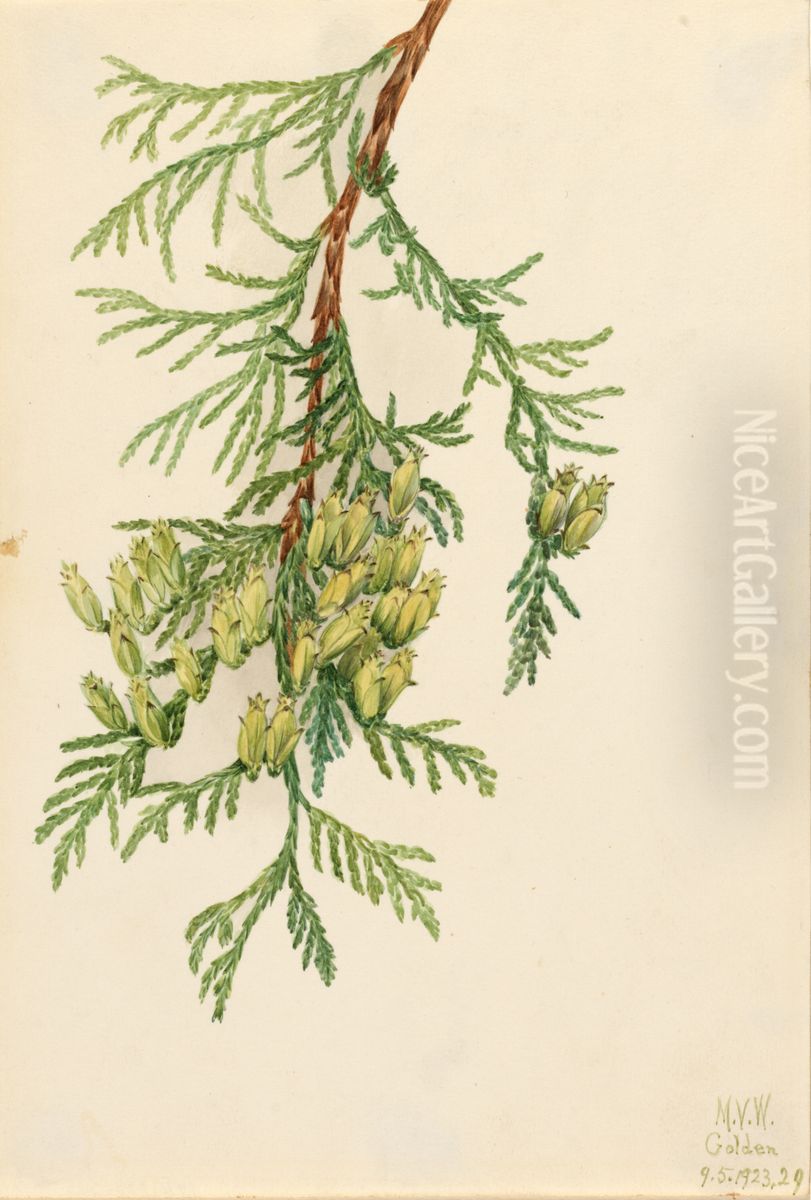 Giant Arborvitae (Thuja plicata) Oil Painting by Mary Vaux Walcott