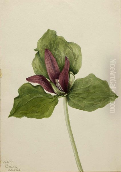 Giant Trillium (Trillium chloropetalum) Oil Painting by Mary Vaux Walcott