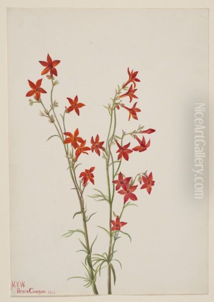 Gilia arizonica Oil Painting by Mary Vaux Walcott