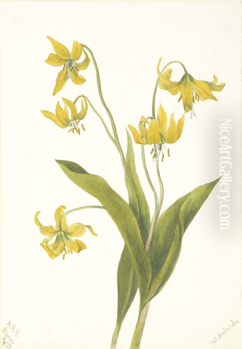 Glacierlily (Erythronium grandiflorum) Oil Painting by Mary Vaux Walcott
